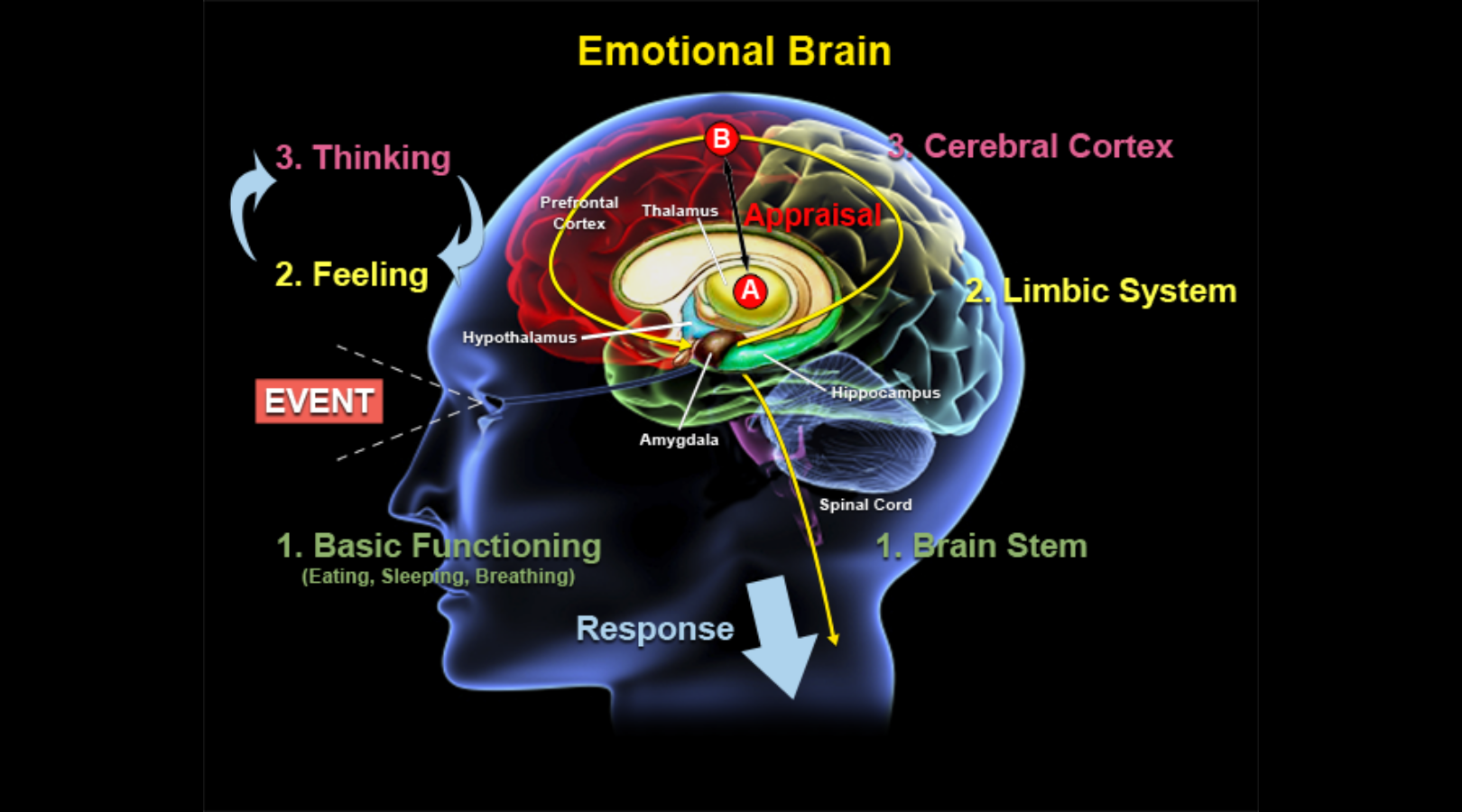 Think 1 feelings. Мозг и эмоции. Эмоциональный интеллект эмоции и мозг. Limbic Brain. The conscious Brain.